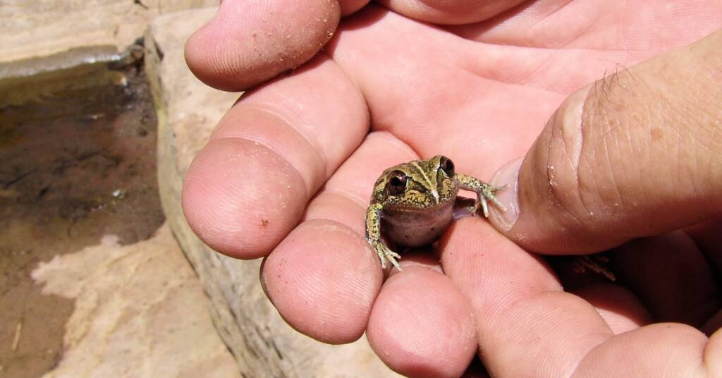 Main’s Frog (Cyclorana maini), Palm Valley, NT