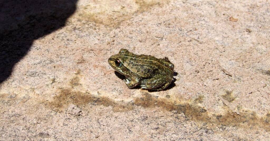 Main’s Frog (Cyclorana maini), Palm Valley, NT