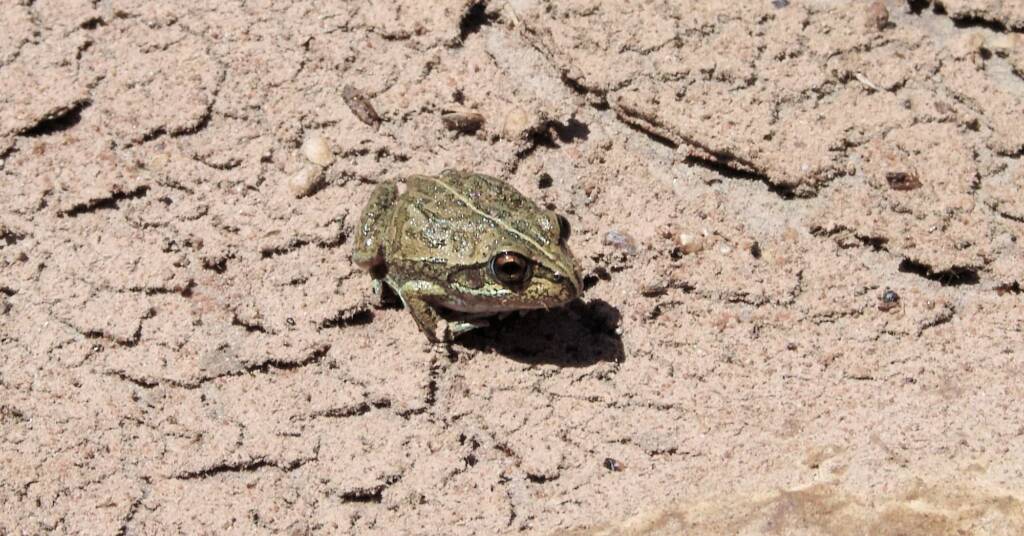 Main’s Frog (Cyclorana maini), Palm Valley, NT