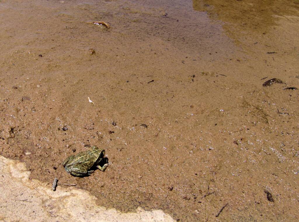 Main’s Frog (Cyclorana maini), Palm Valley, NT