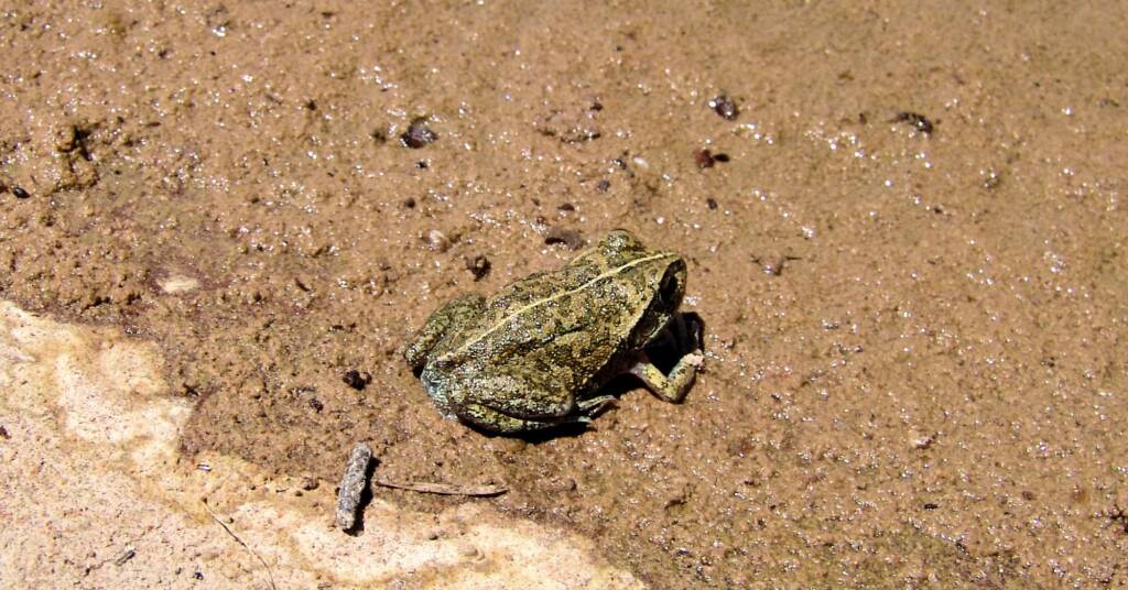 Main’s Frog (Cyclorana maini), Palm Valley, NT
