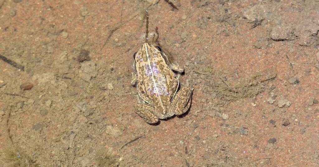 Main’s Frog (Cyclorana maini), Palm Valley, NT