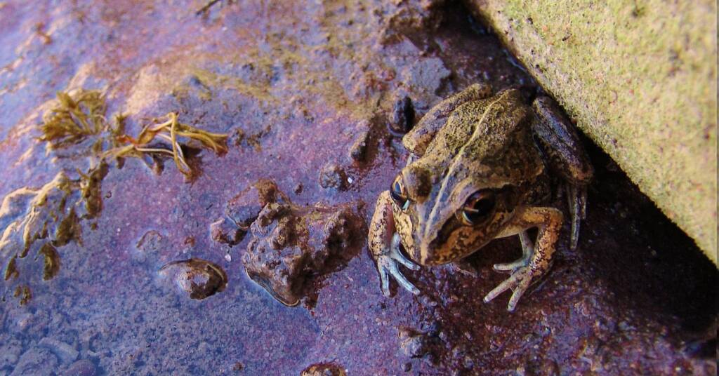 Main’s Frog (Cyclorana maini), Palm Valley, NT