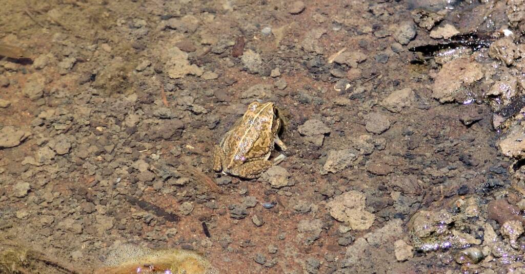 Main’s Frog (Cyclorana maini), Palm Valley, NT