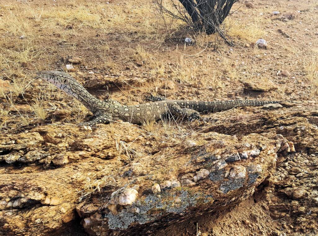 Perentie (Varanus giganteus), Alice Springs, NT
