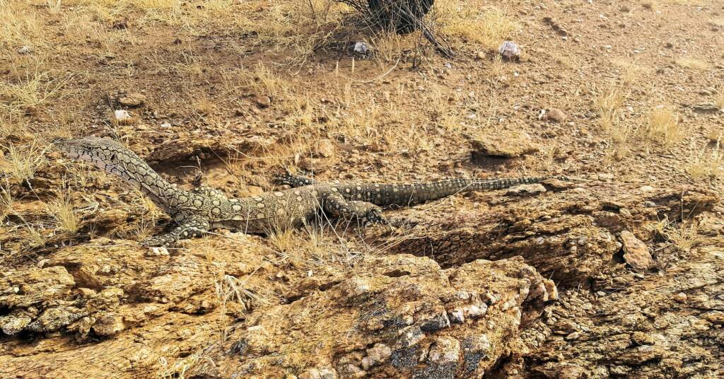 Perentie (Varanus giganteus), Alice Springs, NT