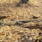 Perentie (Varanus giganteus), Alice Springs, NT