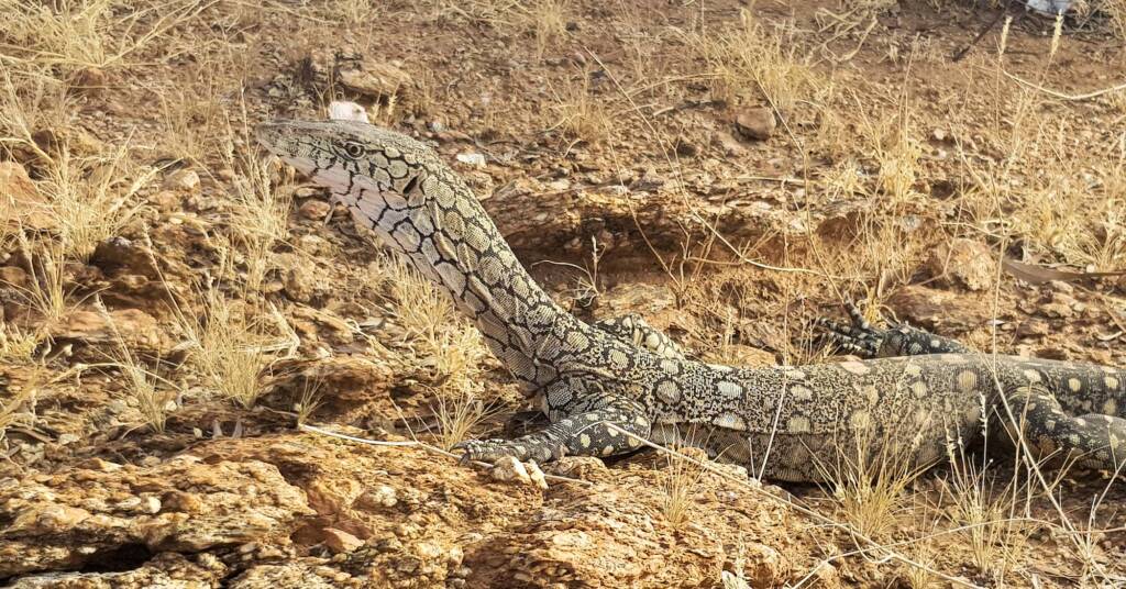 Perentie (Varanus giganteus), Alice Springs, NT