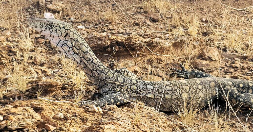 Perentie (Varanus giganteus), Alice Springs, NT