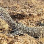 Perentie (Varanus giganteus), Alice Springs, NT