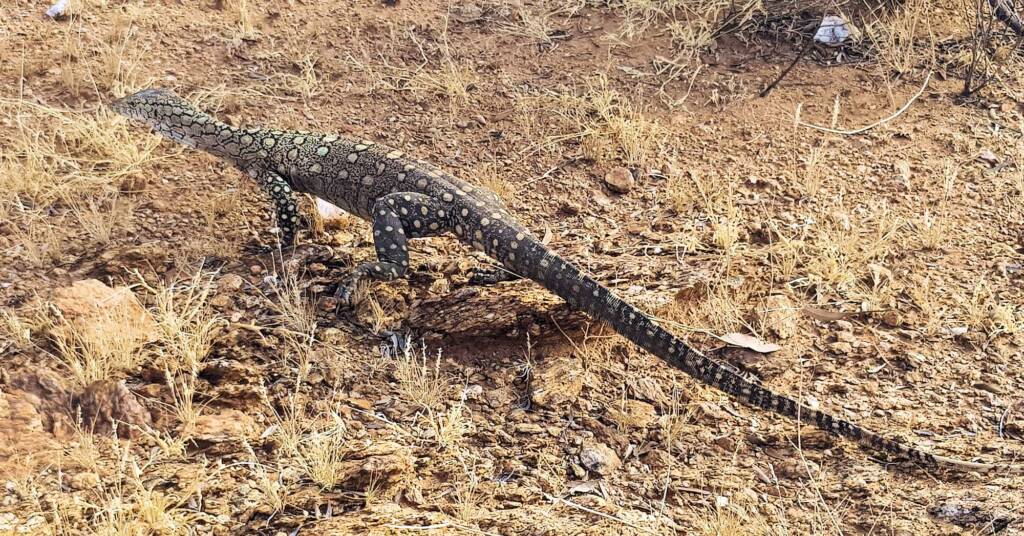 Perentie (Varanus giganteus), Alice Springs, NT
