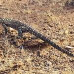 Perentie (Varanus giganteus), Alice Springs, NT