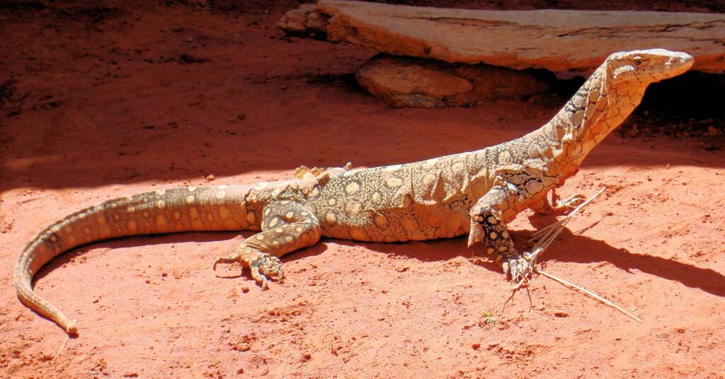 Perentie (Varanus giganteus), Alice Springs Reptile Centre