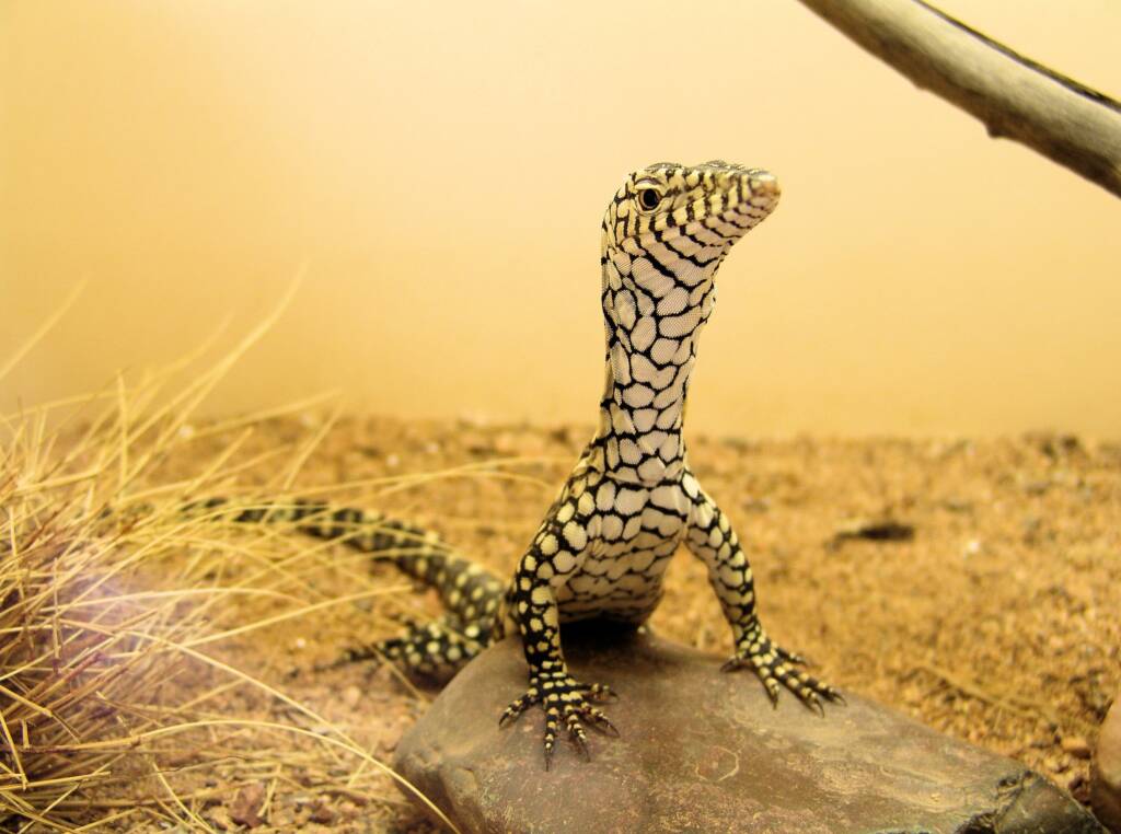 Perentie (Varanus giganteus), Alice Springs Reptile Centre