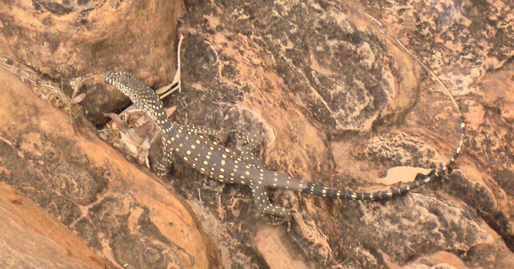 Perentie, Kings Canyon (Watarrka National Park)