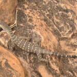 Perentie, Kings Canyon (Watarrka National Park)