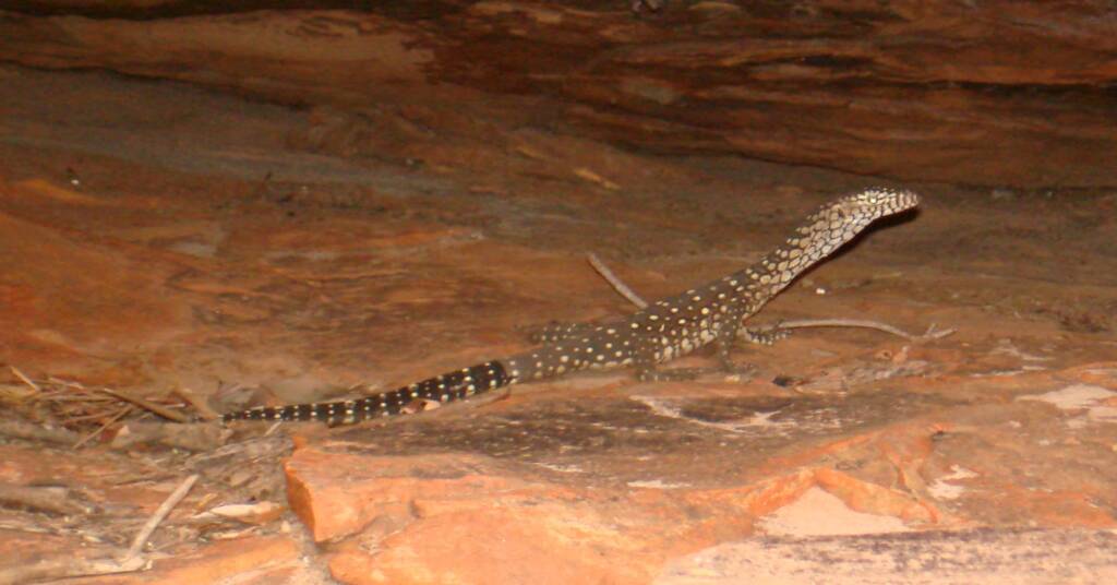 Perentie (Varanus giganteus), Kings Canyon (Watarrka National Park)
