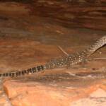 Perentie (Varanus giganteus), Kings Canyon (Watarrka National Park)