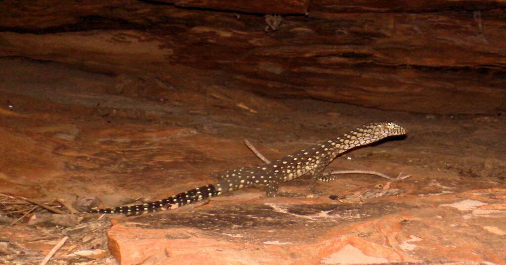 Perentie (Varanus giganteus), Kings Canyon (Watarrka National Park)
