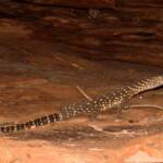 Perentie (Varanus giganteus), Kings Canyon (Watarrka National Park)