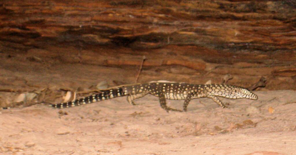 Perentie (Varanus giganteus), Kings Canyon (Watarrka National Park)