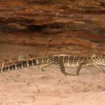 Perentie (Varanus giganteus), Kings Canyon (Watarrka National Park)