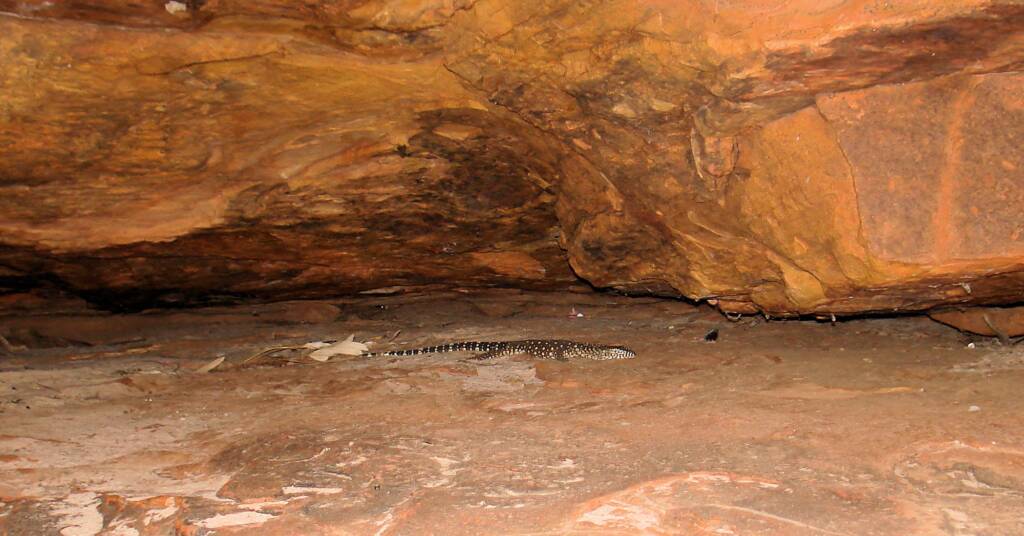 Perentie (Varanus giganteus), Kings Canyon (Watarrka National Park)