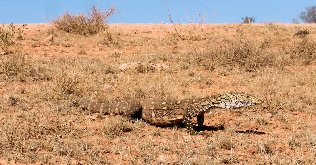 Perentie (Varanus giganteus) near Rodinga (Rodinga Siding), NT