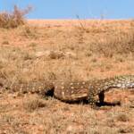 Perentie (Varanus giganteus) near Rodinga (Rodinga Siding), NT