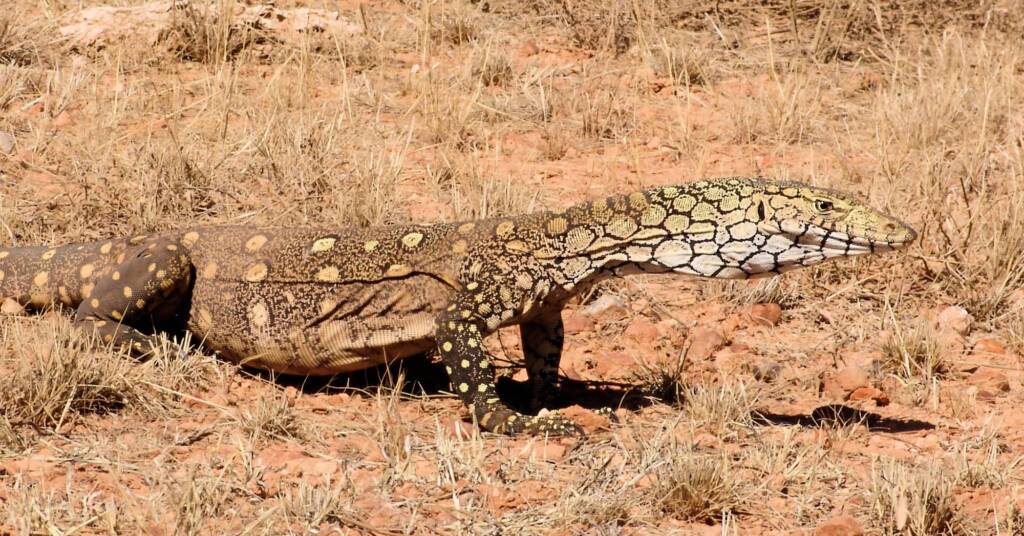Perentie (Varanus giganteus) near Rodinga (Rodinga Siding), NT
