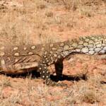 Perentie (Varanus giganteus) near Rodinga (Rodinga Siding), NT