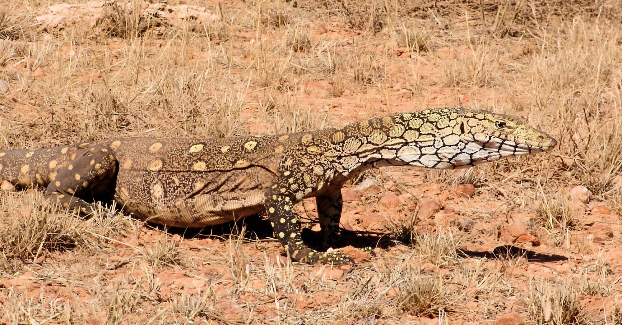 Perentie (Varanus giganteus) near Rodinga (Rodinga Siding), NT