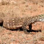 Perentie (Varanus giganteus) near Rodinga (Rodinga Siding), NT