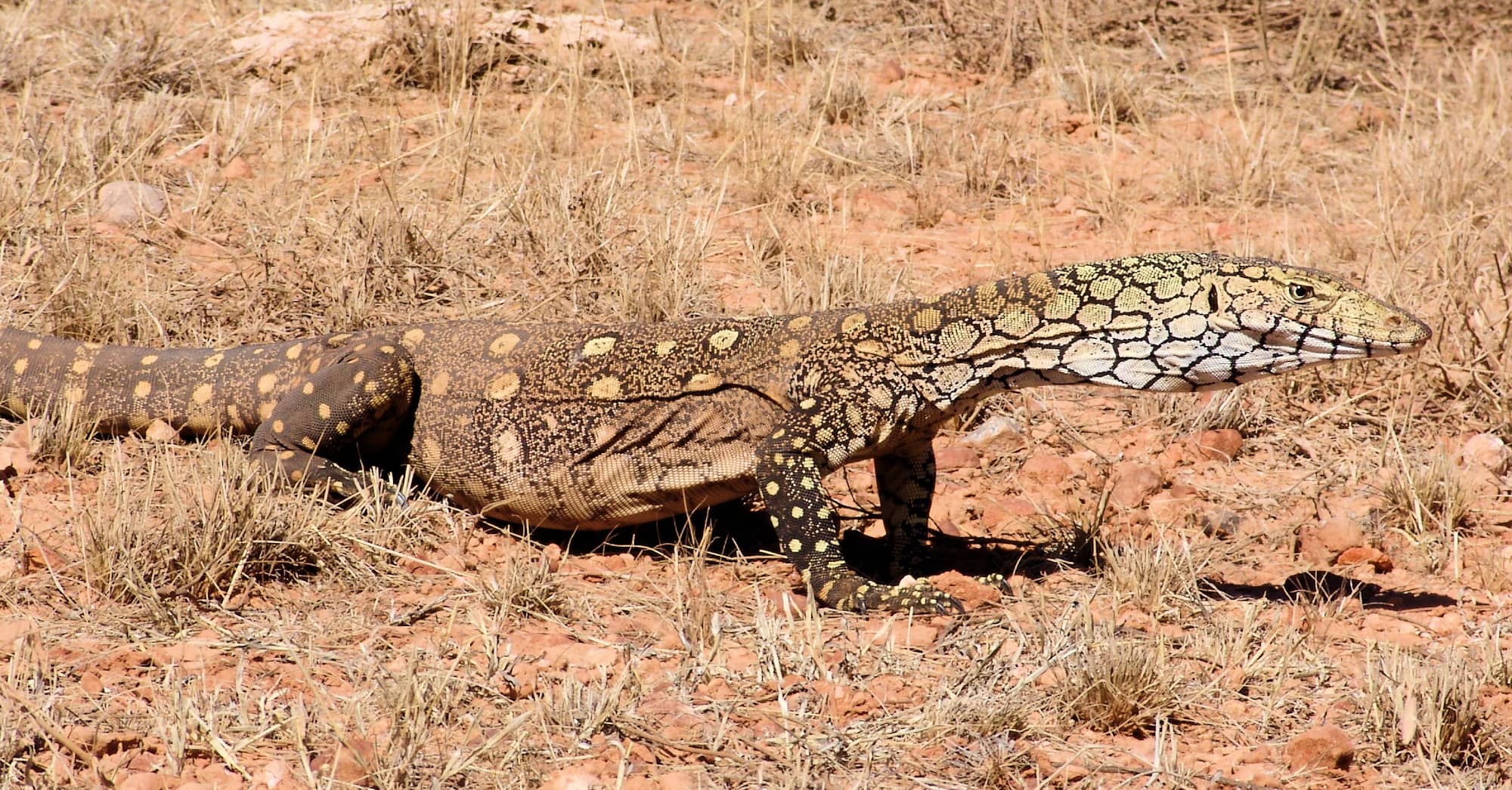 Perentie (Varanus giganteus) near Rodinga (Rodinga Siding), NT