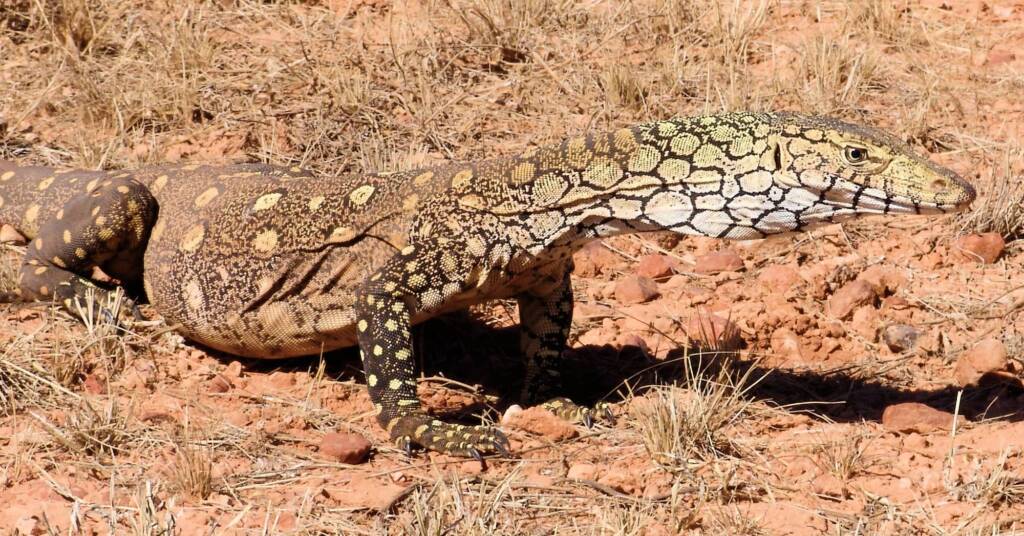 Perentie (Varanus giganteus) near Rodinga (Rodinga Siding), NT