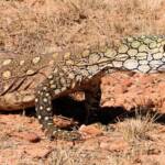 Perentie (Varanus giganteus) near Rodinga (Rodinga Siding), NT