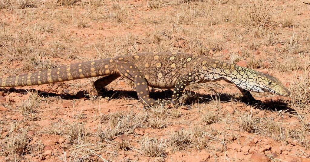 Perentie (Varanus giganteus) near Rodinga (Rodinga Siding), NT