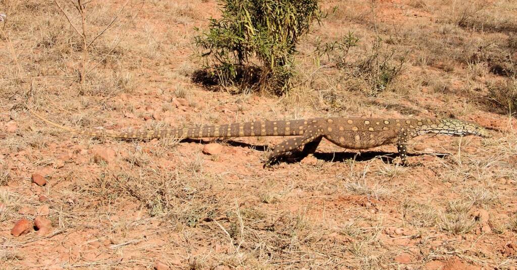 Perentie (Varanus giganteus) near Rodinga (Rodinga Siding), NT