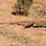 Perentie (Varanus giganteus) near Rodinga (Rodinga Siding), NT