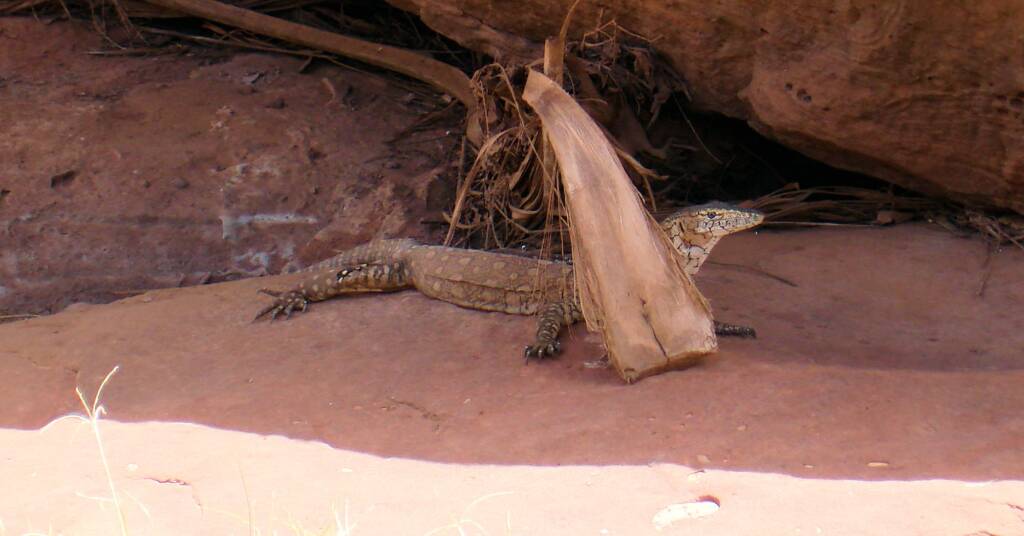 Perentie, Palm Valley - Finke Gorge National Park