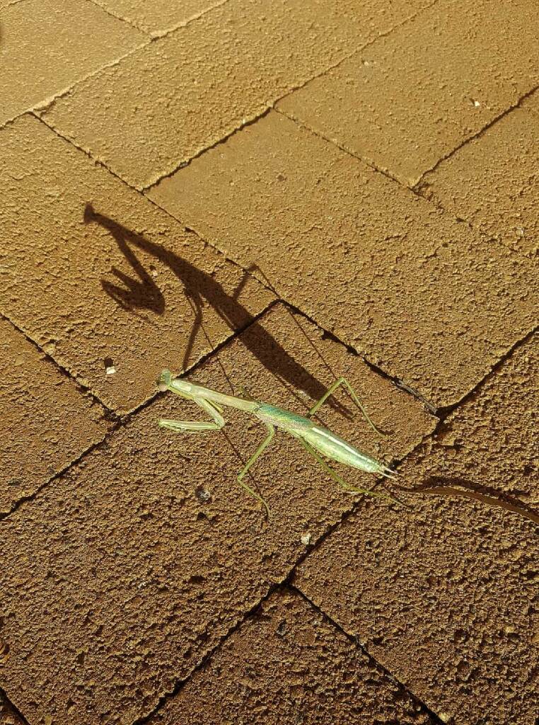 Preying Mantis, Alice Springs, NT