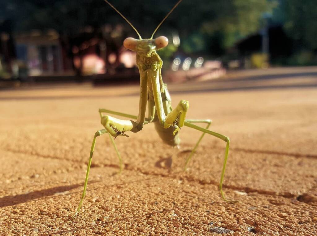 Preying Mantis, Alice Springs, NT