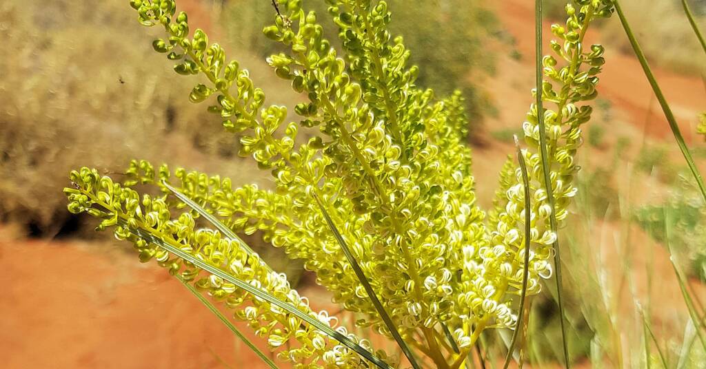 Rattlepod grevillea (Grevillea stenobotrya)