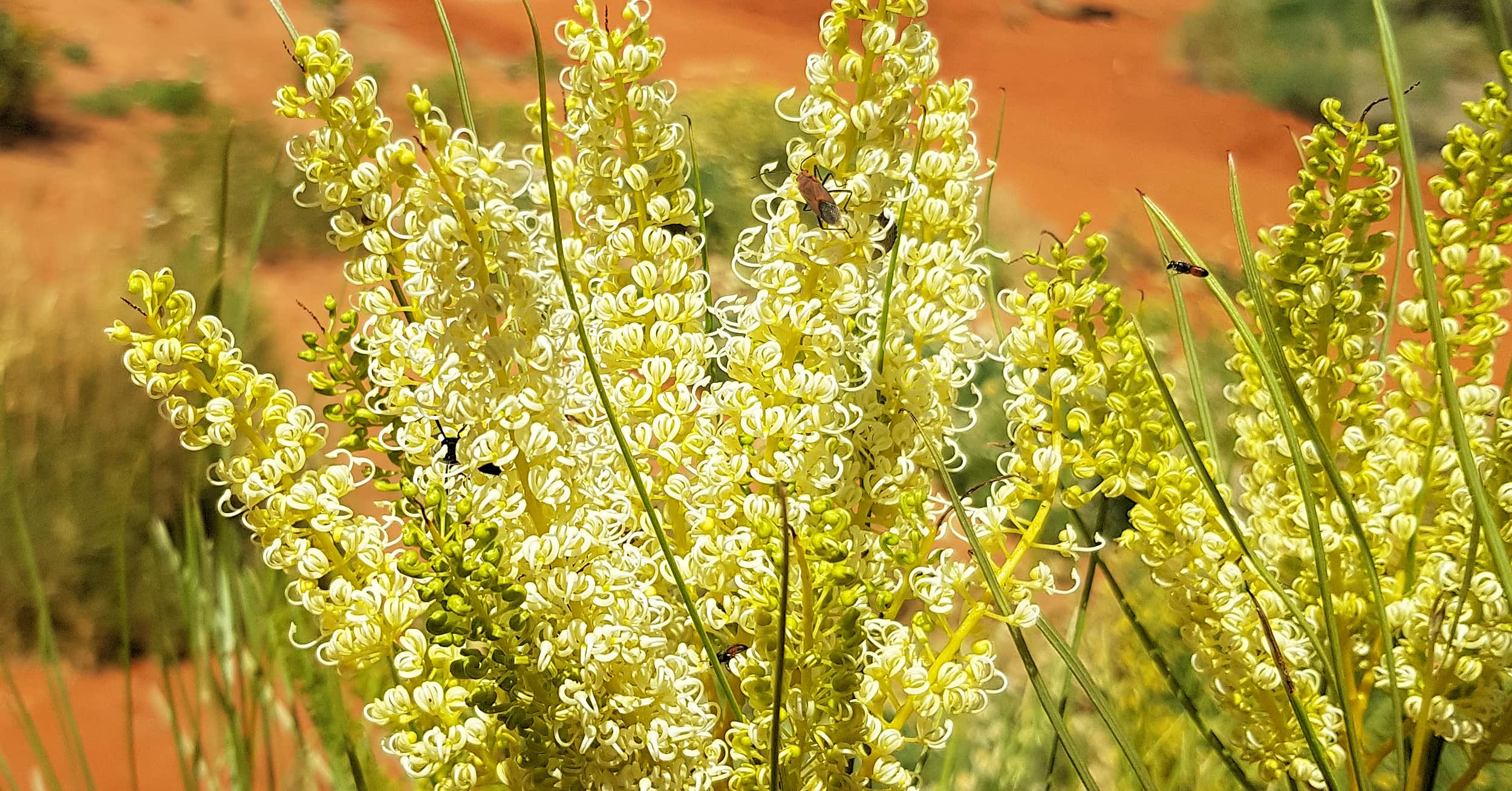 Rattlepod grevillea (Grevillea stenobotrya)