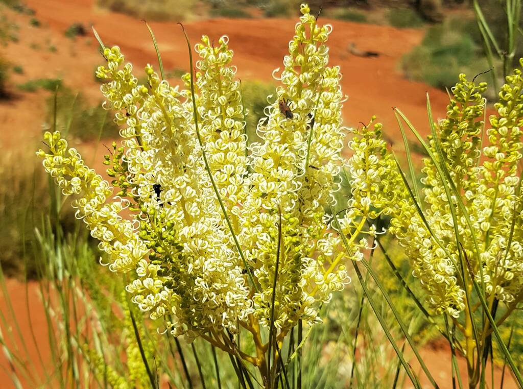 Rattlepod grevillea (Grevillea stenobotrya)