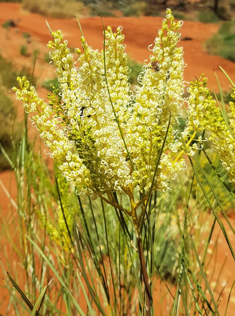 Rattlepod grevillea (Grevillea stenobotrya)