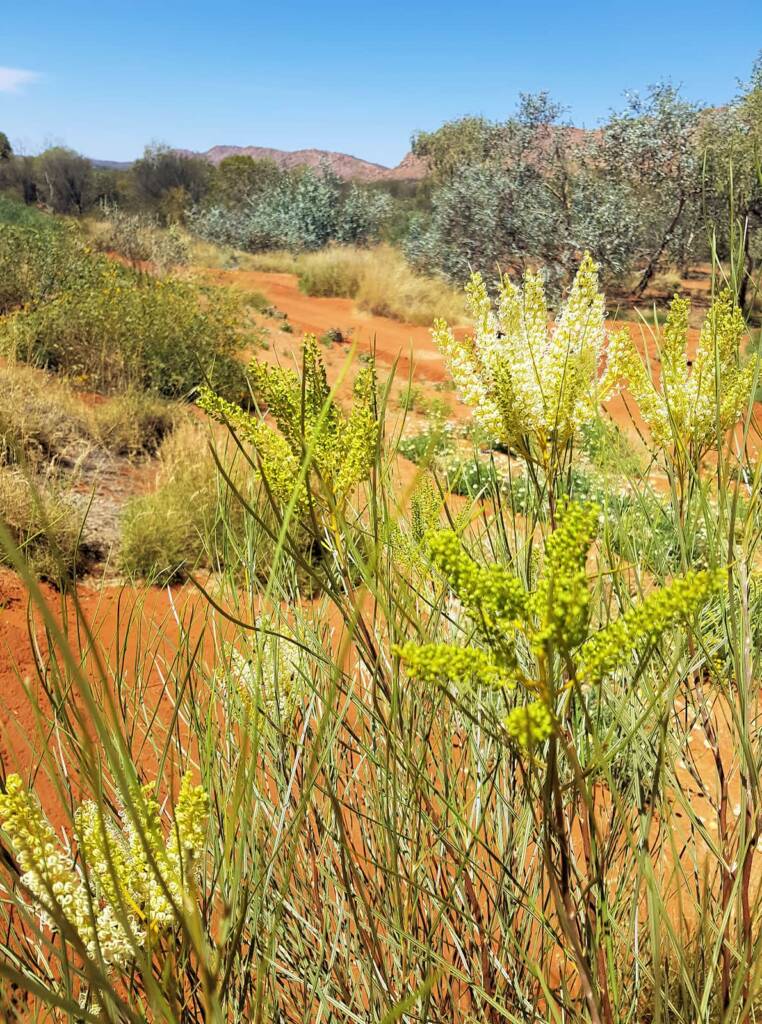 Rattlepod grevillea (Grevillea stenobotrya)