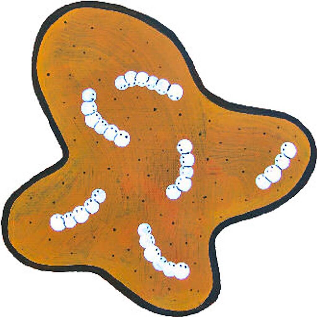 Witchetty grubs © Rex Sultan-Jabangardi