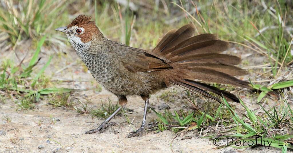 Rufous Bristlebird © Dorothy L