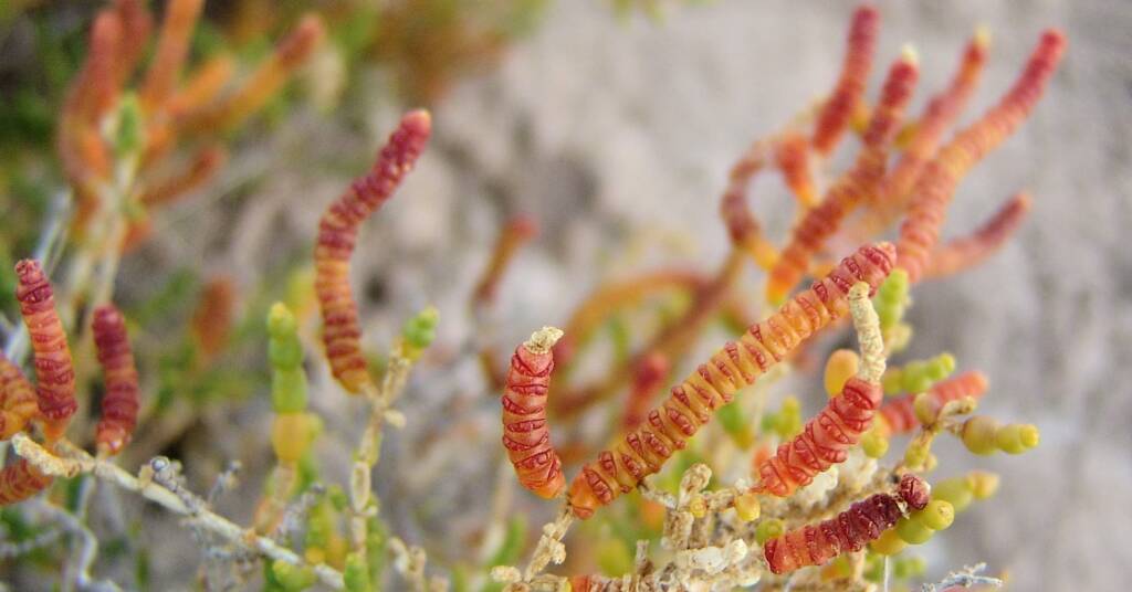 Samphire (Halosarcia spp) at Dalhousie Springs